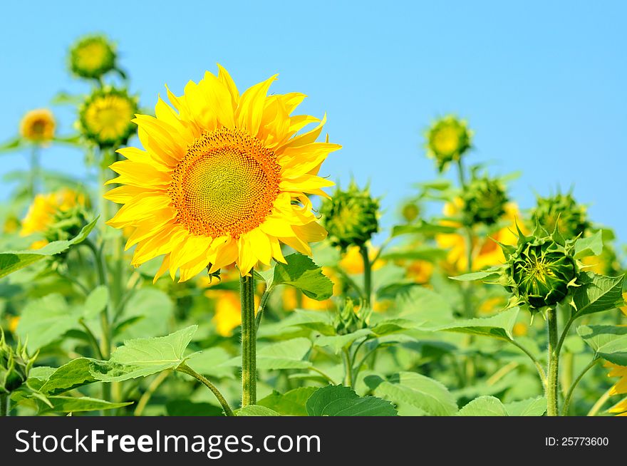 Field of sunflowers at the blue sky