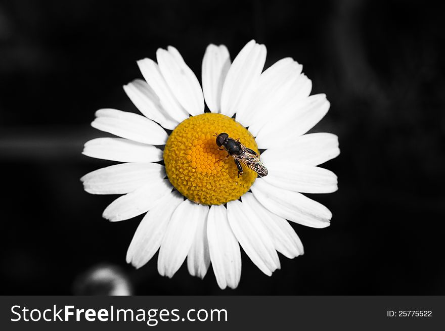 Insect on a Flower, color key