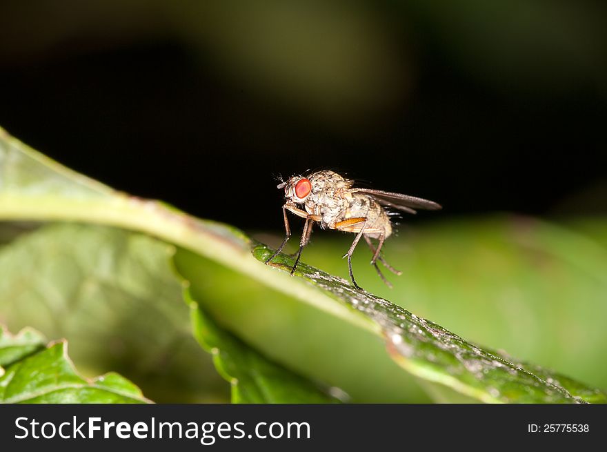 Fly sitting on a leaf