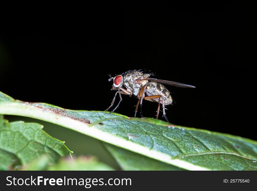 Fly sitting on a leaf