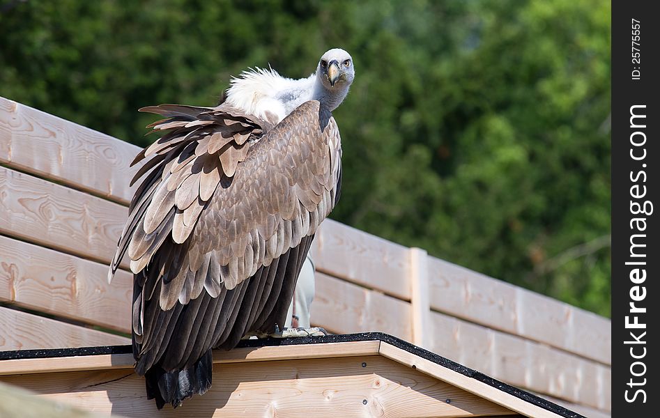 Vulture sitting and observe the environment