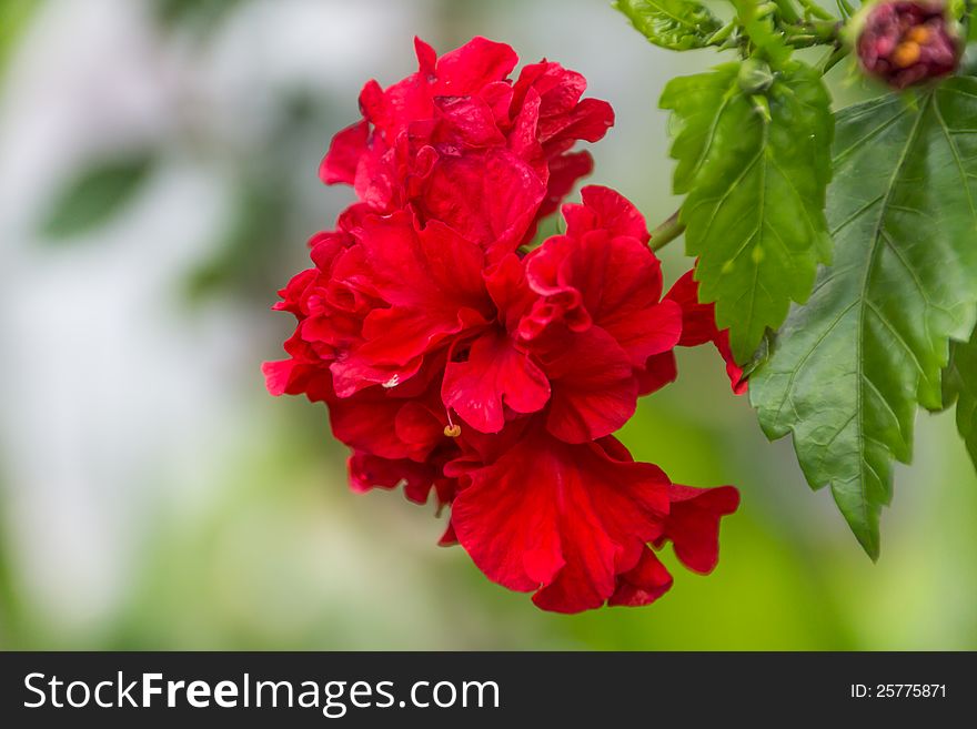 A Red Hibiscus Flower