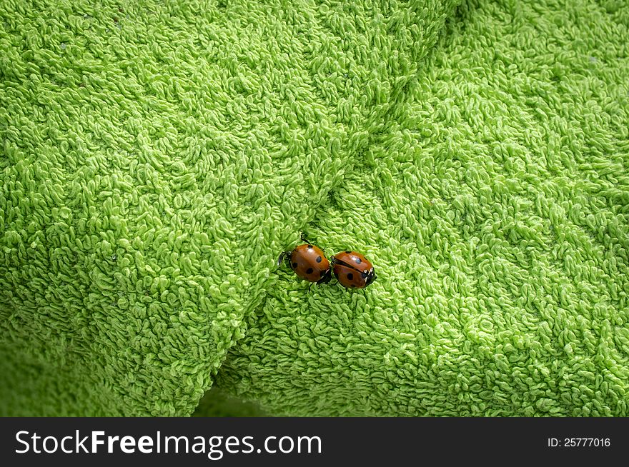 Two ladybugs walking on green towel. Two ladybugs walking on green towel