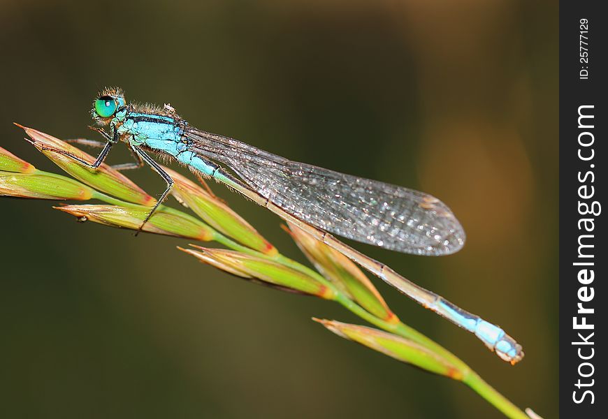 Damselfly with morning dew. close-up