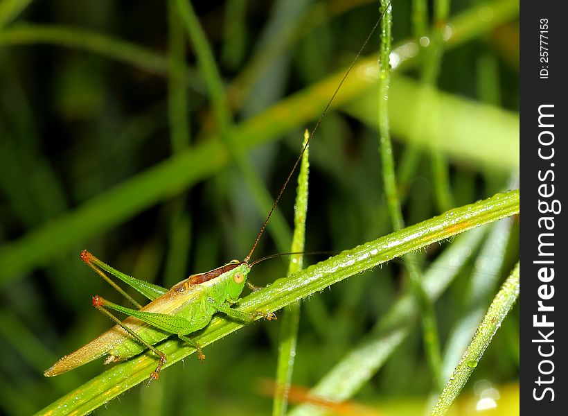 Green grasshopper on wet grass. close-up