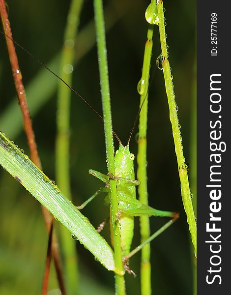 Grasshopper and morning dew. close-up