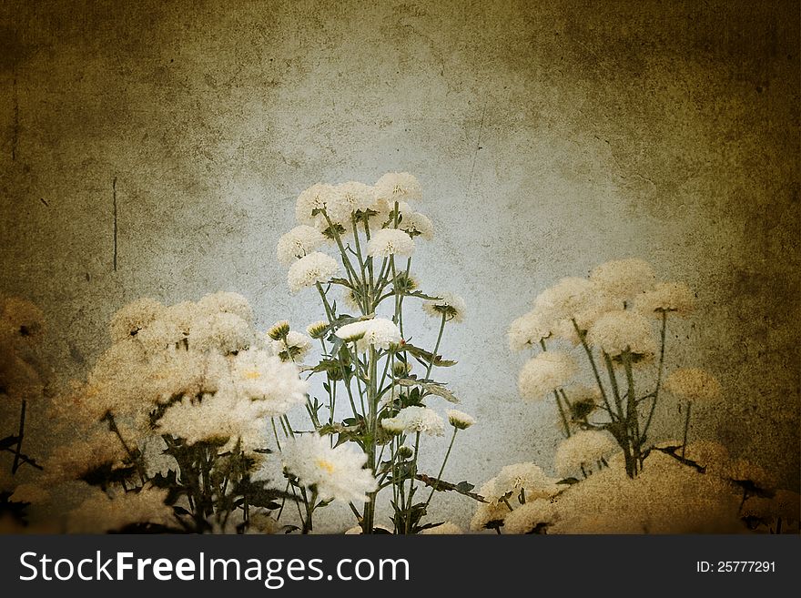White chrysanthemum in old image style.