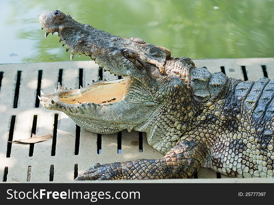 Crocodile lying on the edge of the pond. Crocodile lying on the edge of the pond