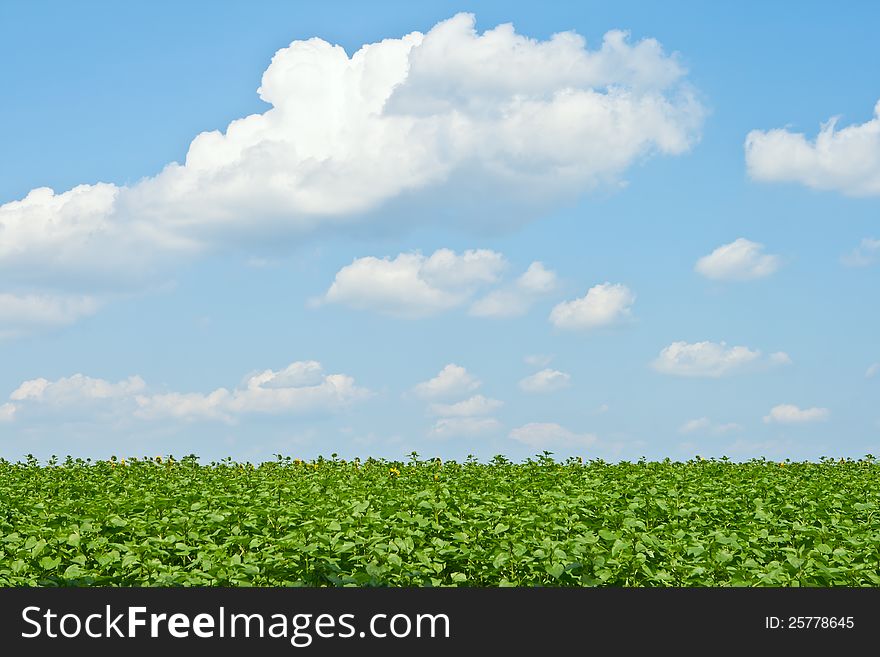 Field with sunflowers.