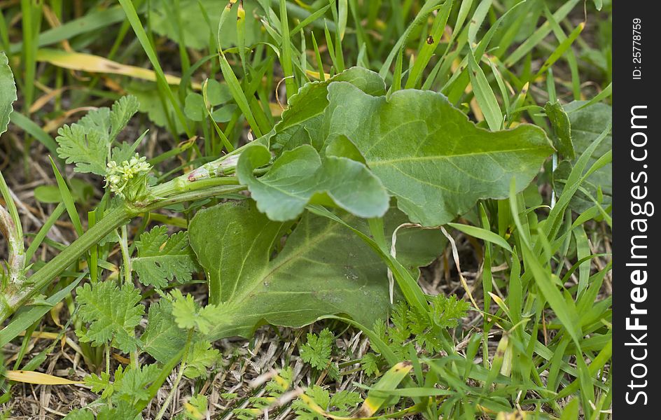 A goat's head weed with flowers and fruit just starting. A goat's head weed with flowers and fruit just starting