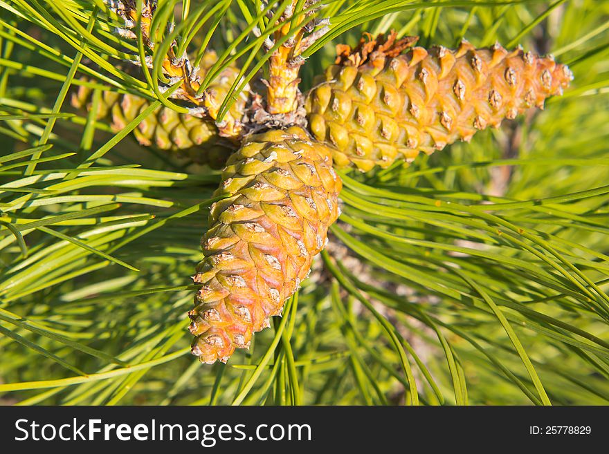 Trio of cones of European black pine