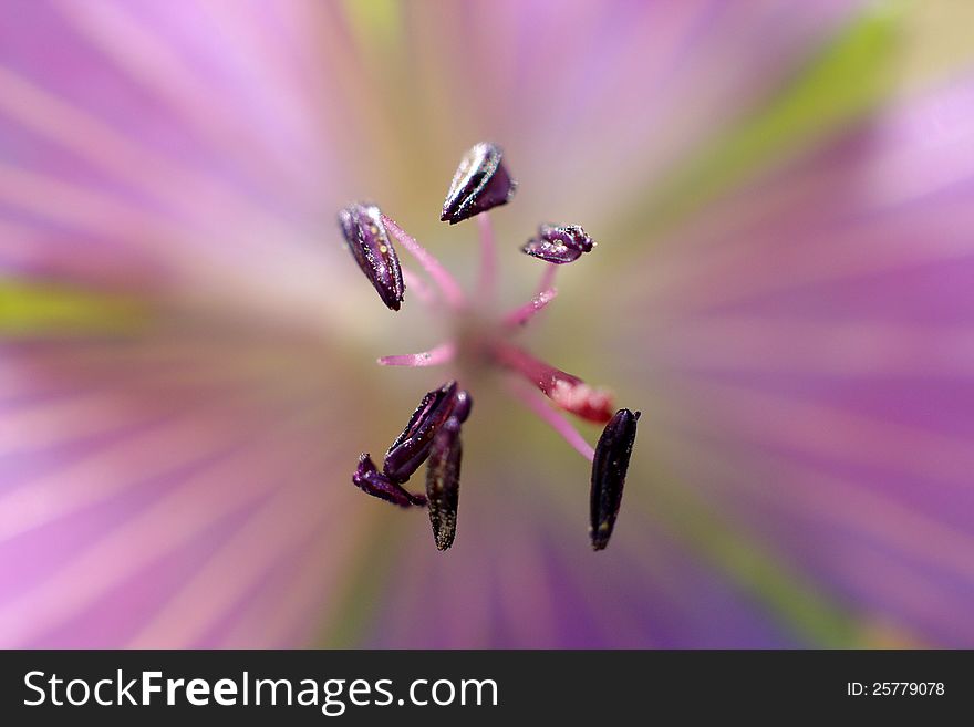 The close-up lilac  field geranium flower with dark stamens