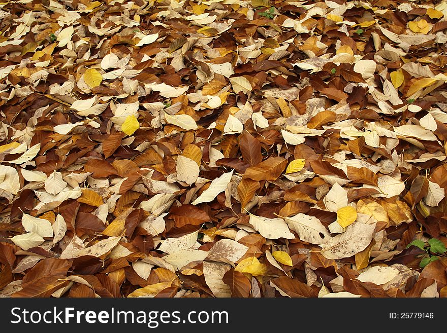 Carpet from yellow and brown leaves
