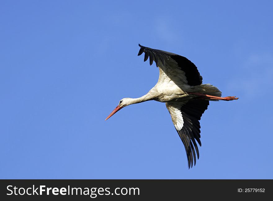 Big, white Stork in flight