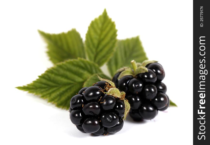 Blackberries with leaves on the white background