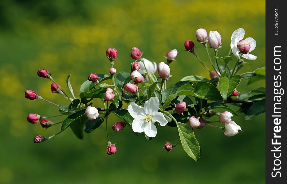 Flower On The Friut Tree