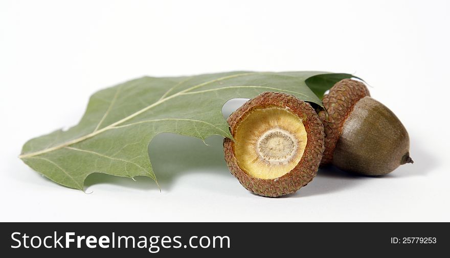 Brown acorns relating to oaken leaves