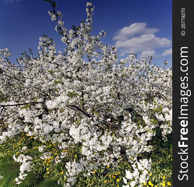 Blooming cherry orchard with spring