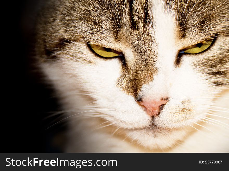 Close-up of a cat