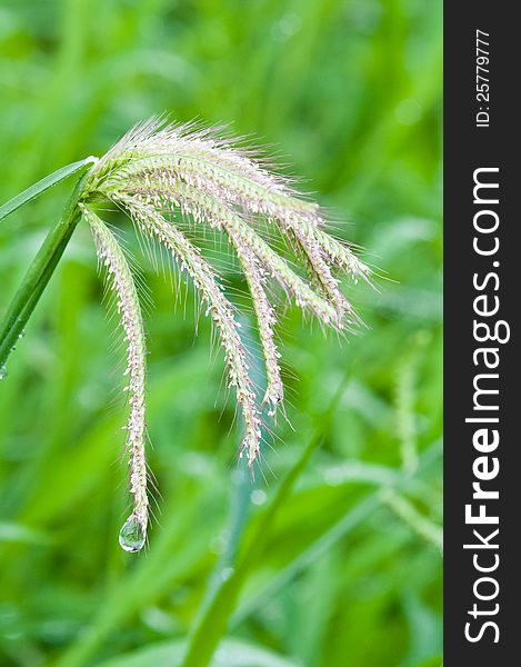 Grass flower with drops of water