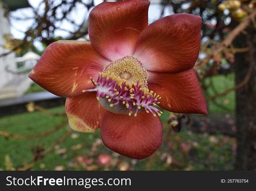 A Macro Shot of a Red Cannon Ball Flower from a Couroupita guianensis or Cannon Ball Tree in Trinidad, West Indies.