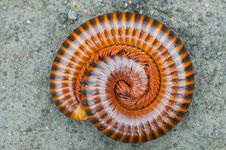 Tropical Millipede On Ground Stock Images Tropical Millipede On Ground Stock Images