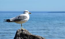 Seagull On Mackinac Island, MI Stock Photos Seagull On Mackinac Island, MI Stock Photos