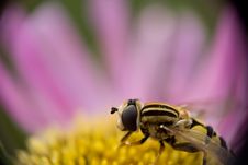 Hoverfly Stock Images