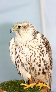 Falcon Stock Photos Falcon Stock Photos