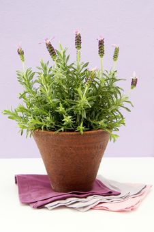 Lavender Bush In Pot Royalty Free Stock Photography