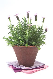 Lavender Bush Royalty Free Stock Photos Lavender Bush Royalty Free Stock Photos