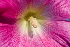 Pink Hollyhock Royalty Free Stock Photography Pink Hollyhock Royalty Free Stock Photography