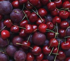 Cherry And Plum Royalty Free Stock Photos Cherry And Plum Royalty Free Stock Photos