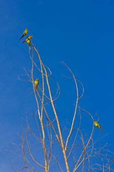 Little Green Bee Eater Bird Royalty Free Stock Image Little Green Bee Eater Bird Royalty Free Stock Image