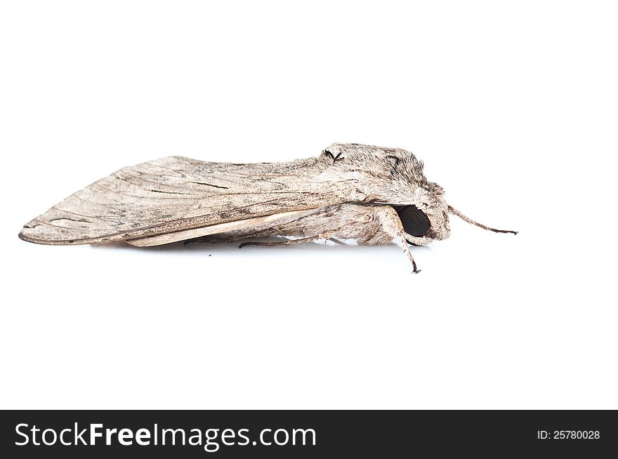 Moth close up on white background