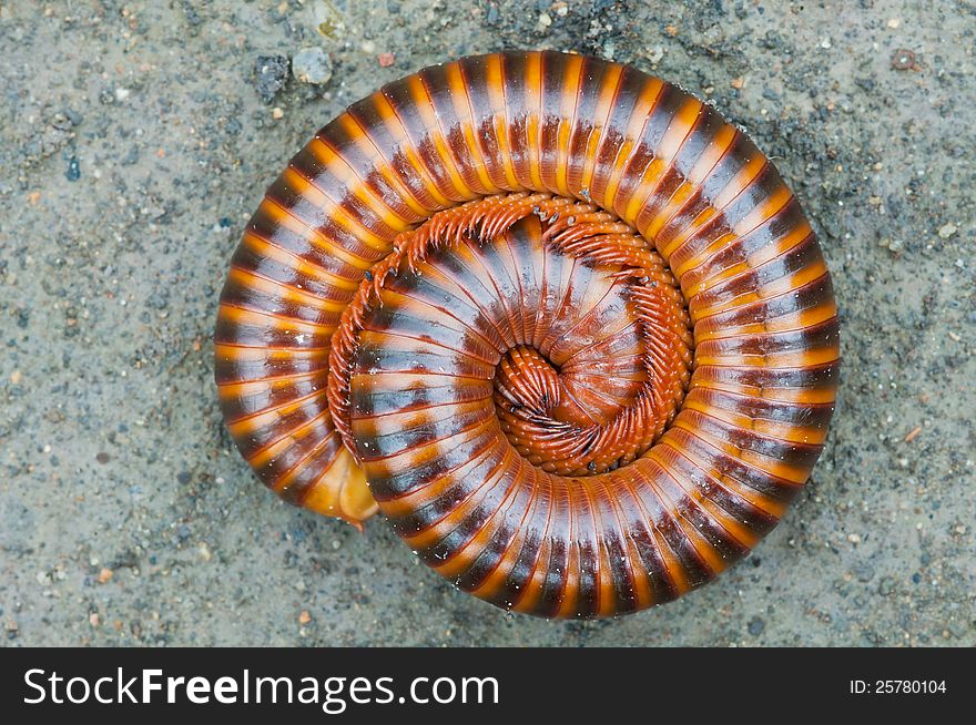 Tropical millipede  on ground