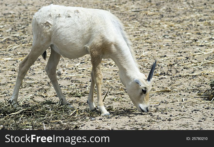 Baby of Arabian Oryx antelope