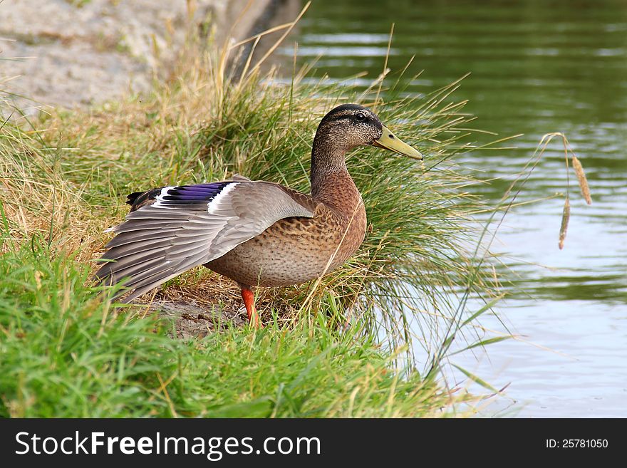 Duck on the river spreads its wings. Duck on the river spreads its wings