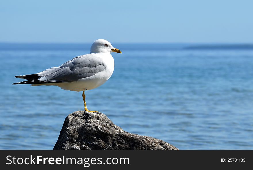 Seagull on rock at Mackinac Island, overlooking lake Huron. Seagull on rock at Mackinac Island, overlooking lake Huron