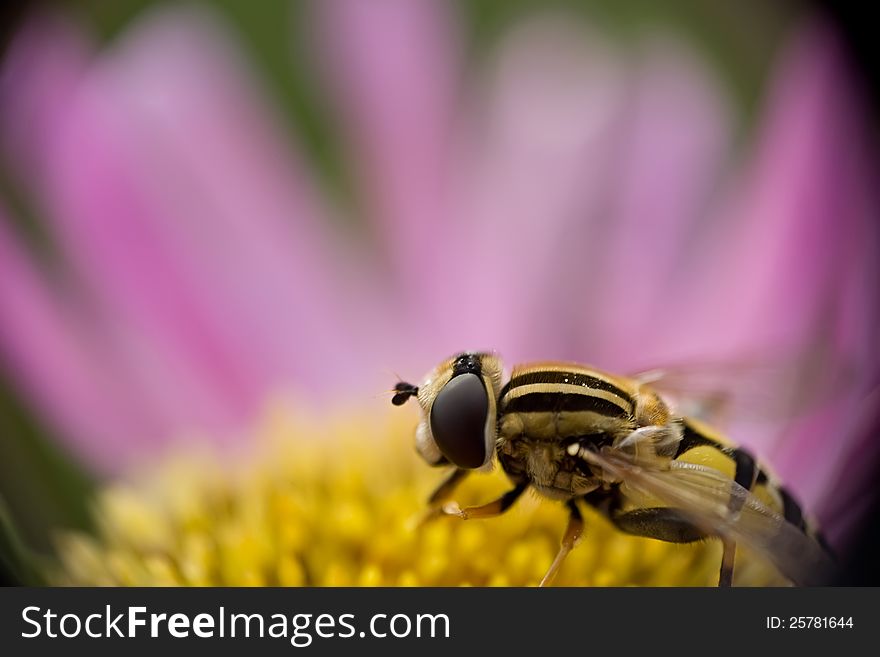 Hoverfly on the flower eats nectar