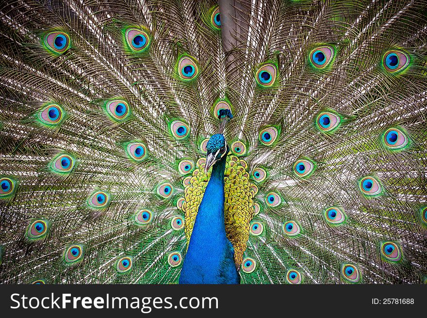 Bright colorful peacock feathers background. Bright colorful peacock feathers background