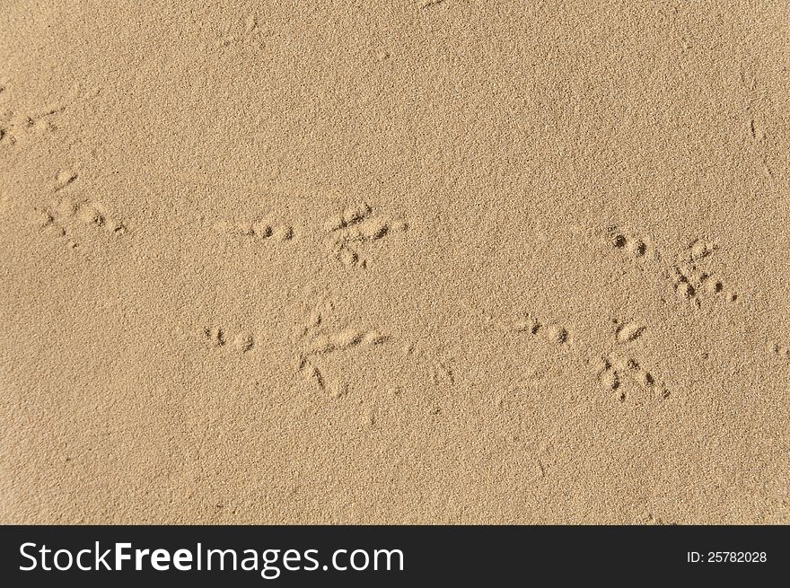Tracks  of bird on yellow sand. Tracks  of bird on yellow sand