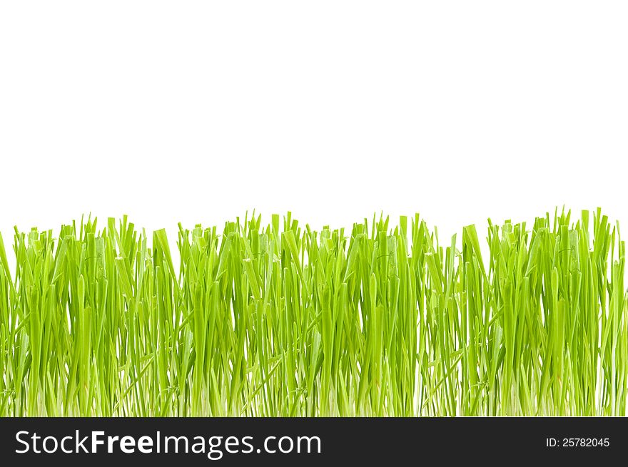 Green cut grass on a white background
