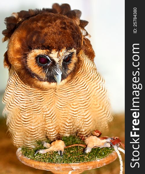 Brown Wood Owl (Strix leptogrammica), Asian. Brown Wood Owl (Strix leptogrammica), Asian