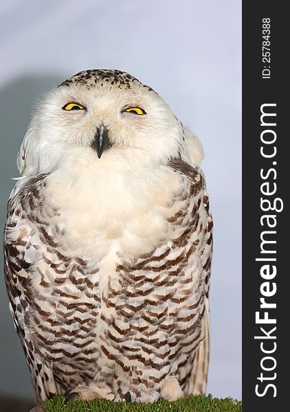 Snowy Owl &x28;Bubo Scandiacus&x29;