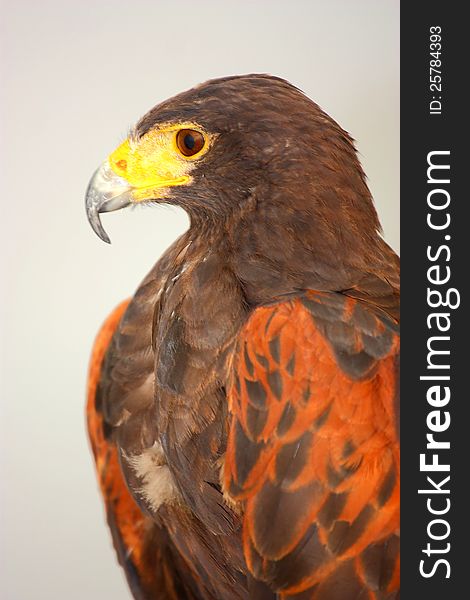 Harris`Hawk (Parabuteo unicinctus) closeup portrait. Harris`Hawk (Parabuteo unicinctus) closeup portrait