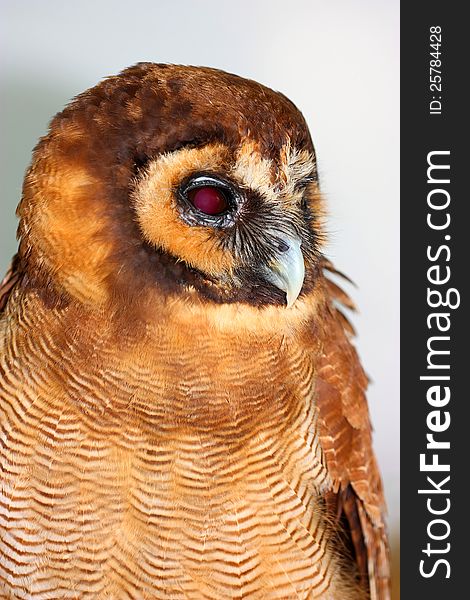 Brown Wood Owl (Strix leptogrammica), Asian closeup portrait
