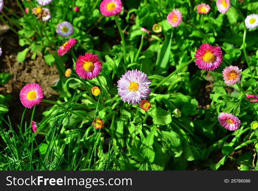 Image of a green garden filled with little pink flowers. Image of a green garden filled with little pink flowers