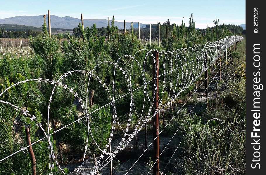 Security razor wire running close to an estate near the Theewater dam at Villiersdorp. Security razor wire running close to an estate near the Theewater dam at Villiersdorp