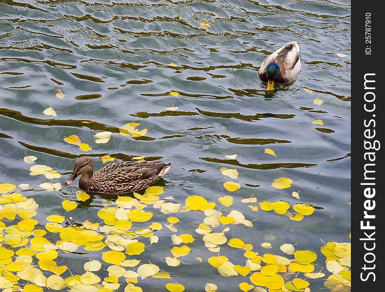 Late autumn scene. Ducks and fallen leaves. Late autumn scene. Ducks and fallen leaves